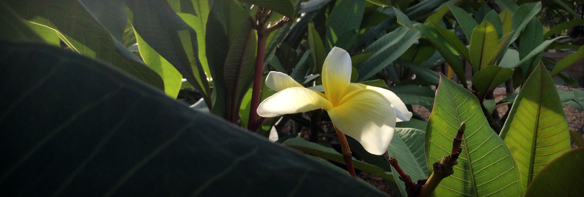 Nursery Plants Brisbane
